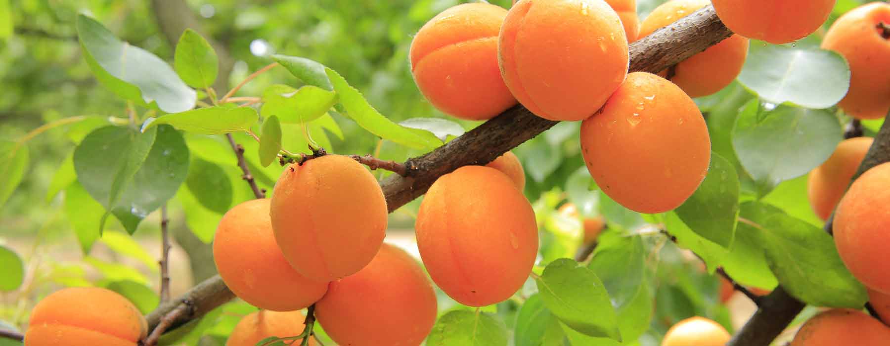 Apricots