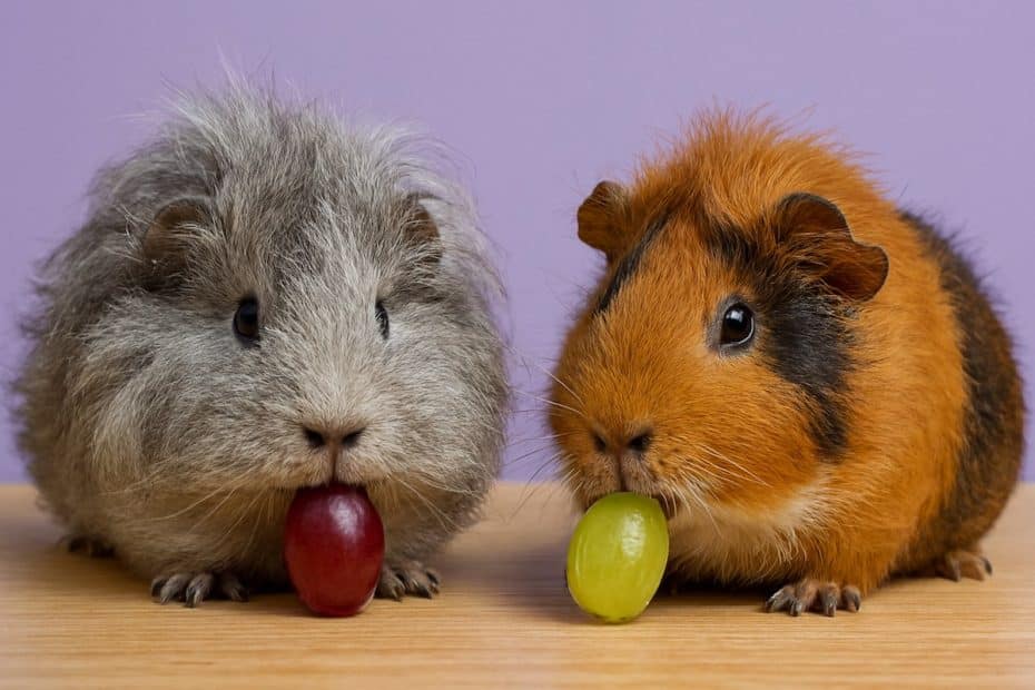 Guinea pigs eating red and green grapes