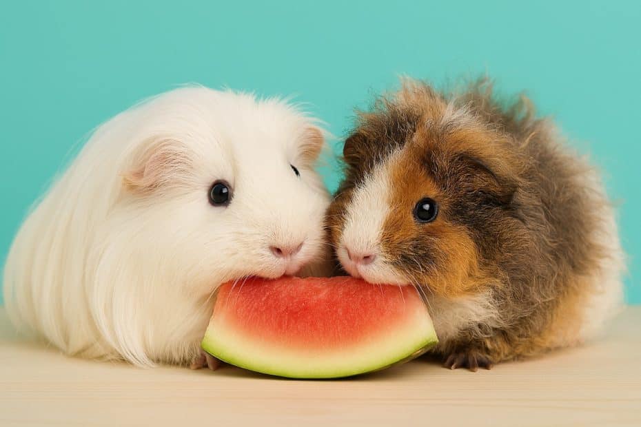 Two guinea pigs eating watermelon
