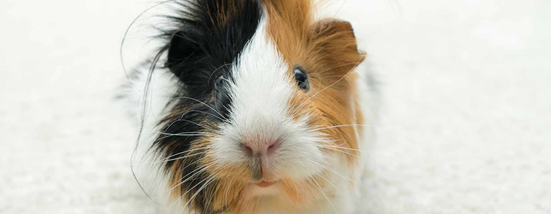 How to Feed Water to Guinea Pigs Do They Need Water?