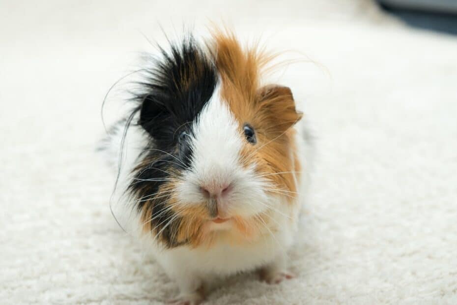 young guinea pig