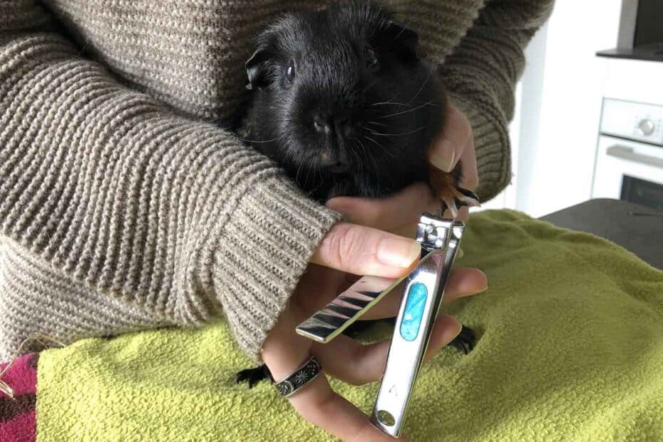 How To Cut Guinea Pig Nails