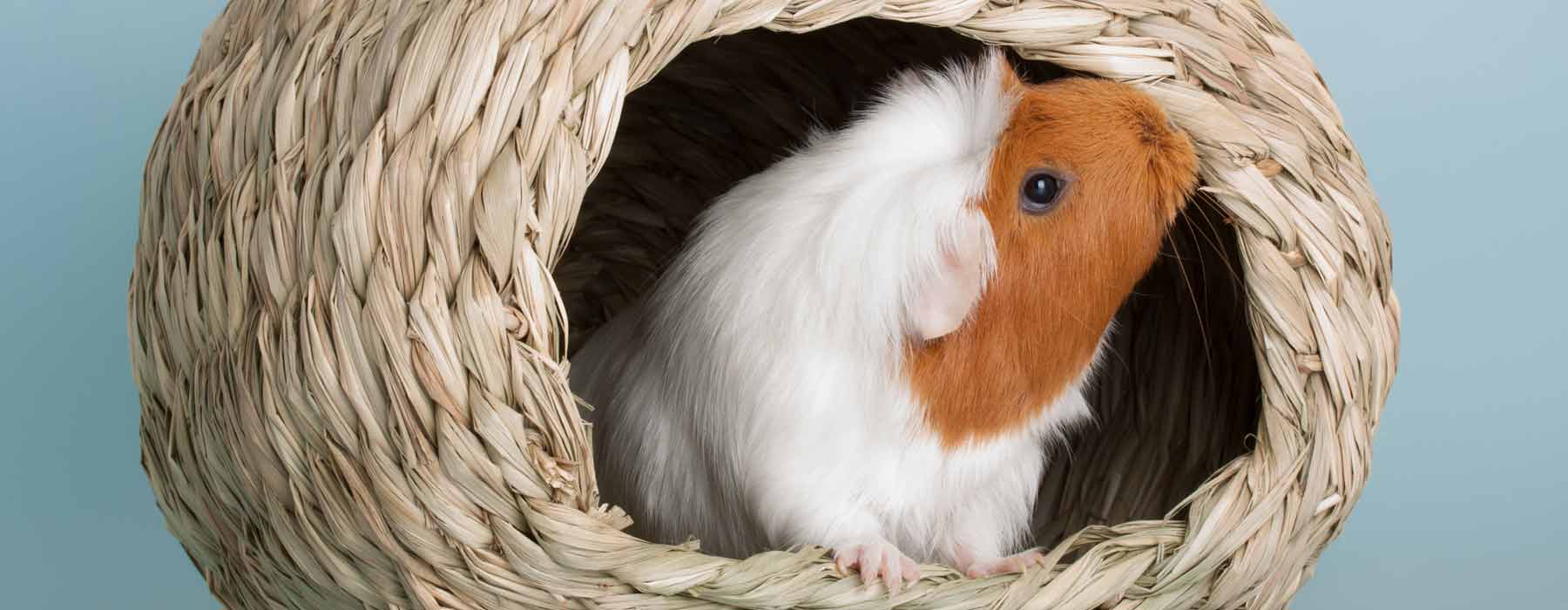 Best Guinea Pig Beds, Hideouts & Hammocks Tips & Buying Guide