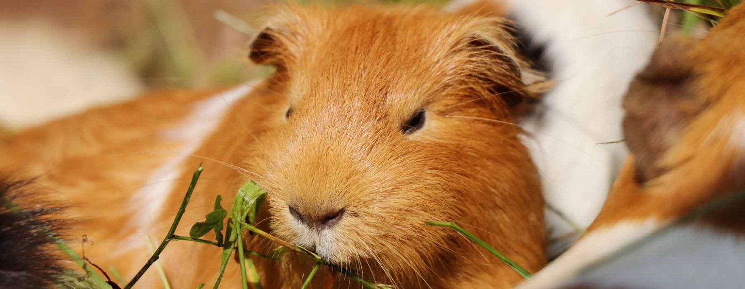 What Can Guinea Pigs NOT Eat Harmful Food & Plants