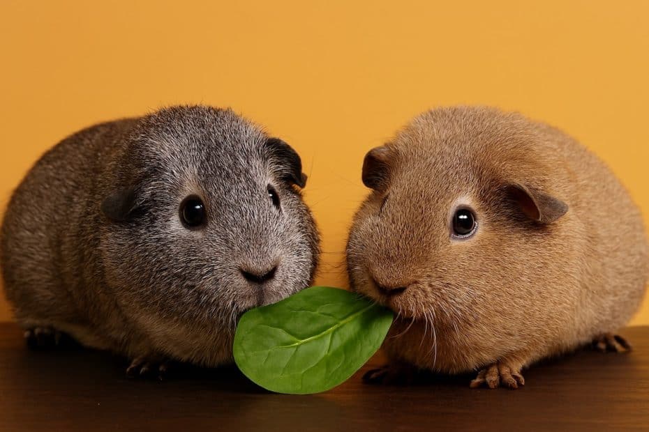 Guinea pigs eating a spinach leaf