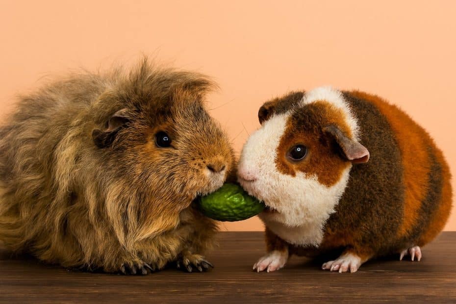 Guinea pigs eating cucumber