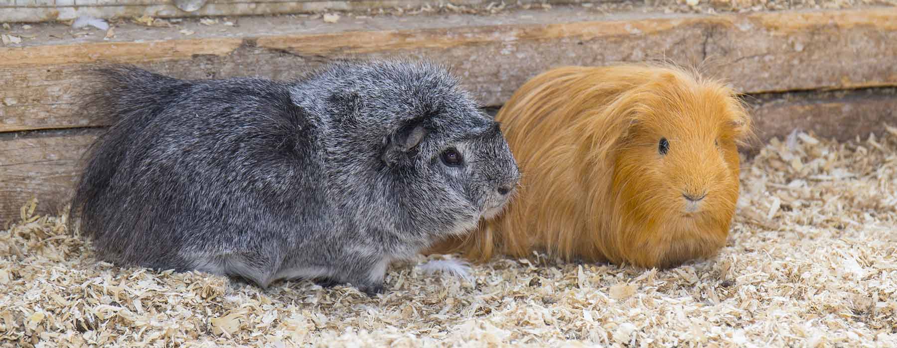 Is Pine Bedding Good for Guinea Pigs? | Safe Pine Wood Shavings
