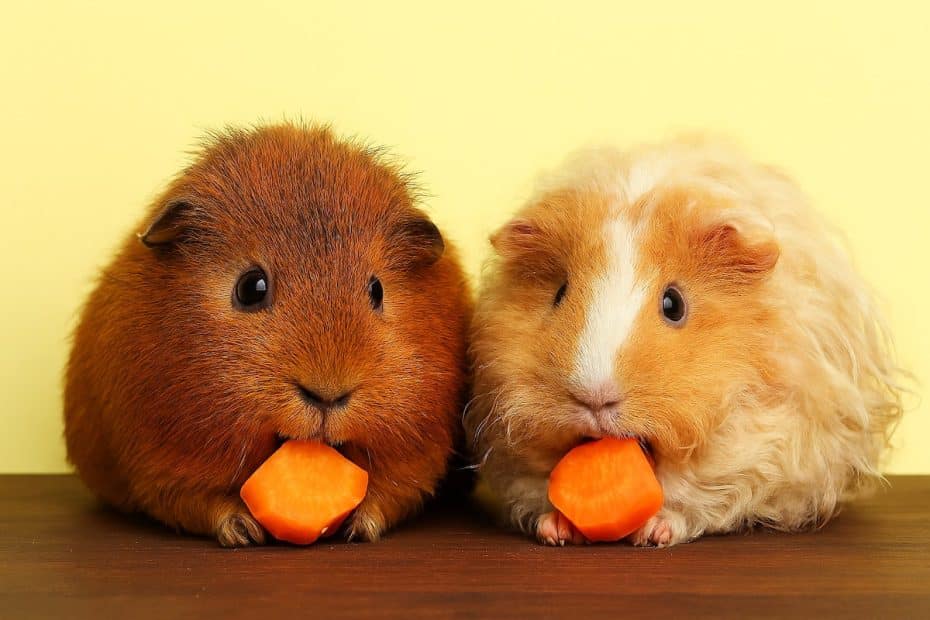 Guinea pigs eating carrot