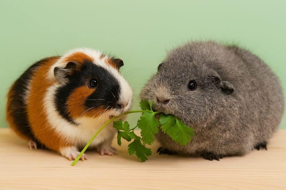 Two guinea pigs eating coriander (cilantro)