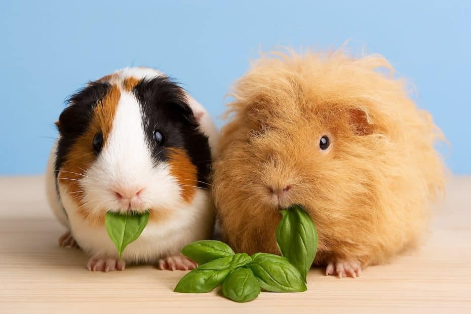 Guinea pigs eating basil herb