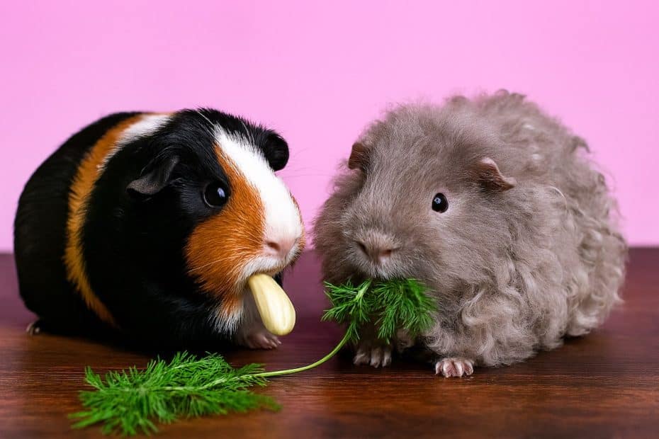 Guinea pigs eating fennel