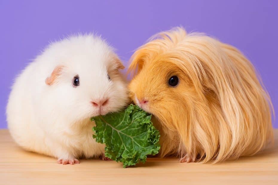 Guinea pigs eating a kale leaf