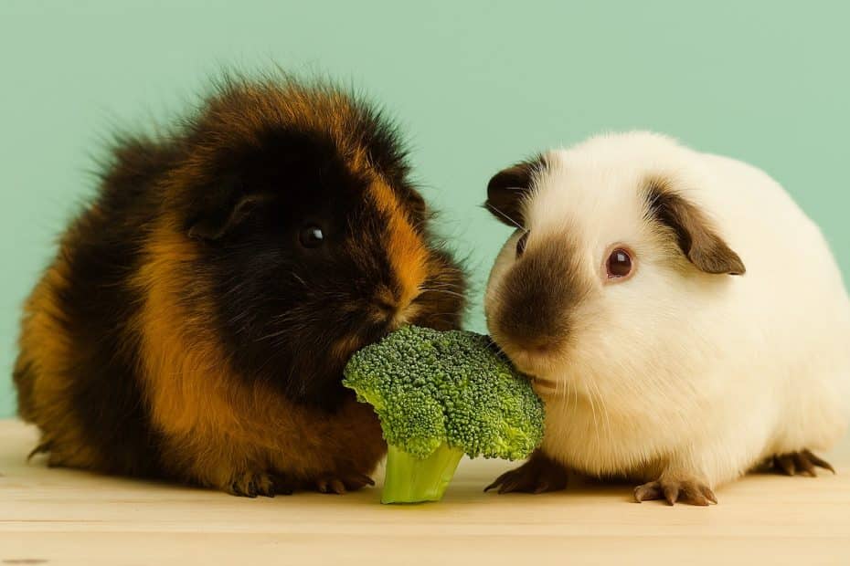 Guinea pigs eating broccoli