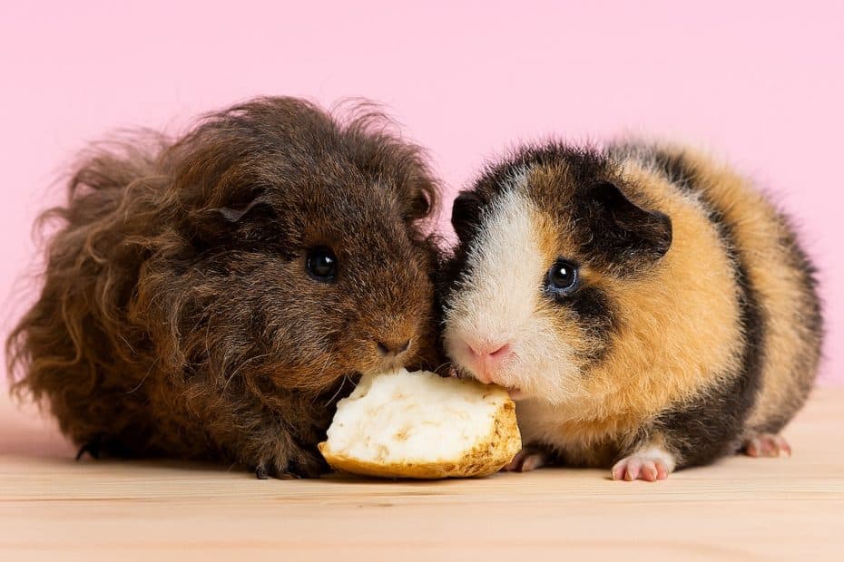 Two guinea pigs eating a chunk of celeriac (celery root)