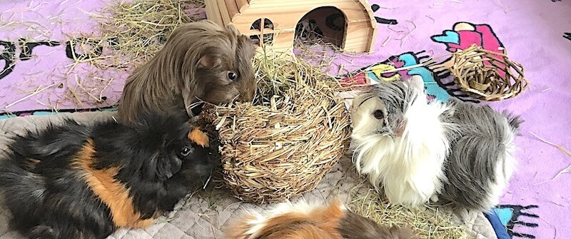 Large Guinea Pig Ball Forage Toy