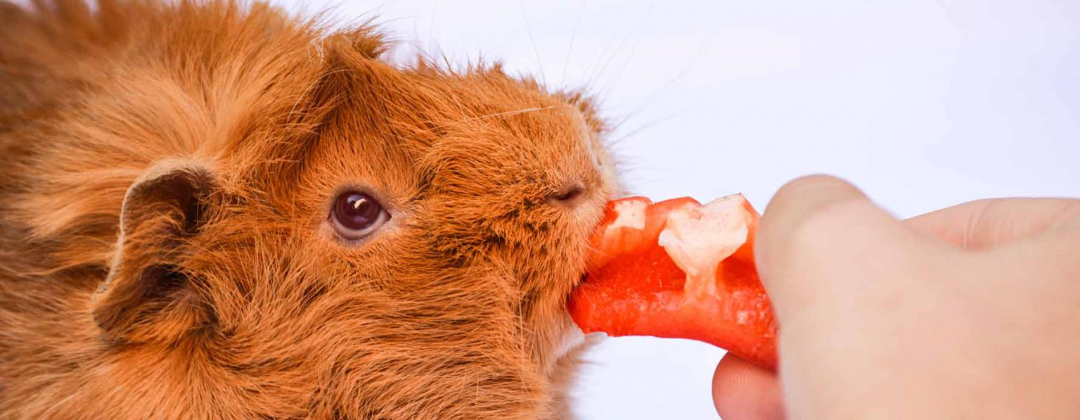 Guinea Pig Teeth Complete Guide Problems Malocclusion Photo Inspiration