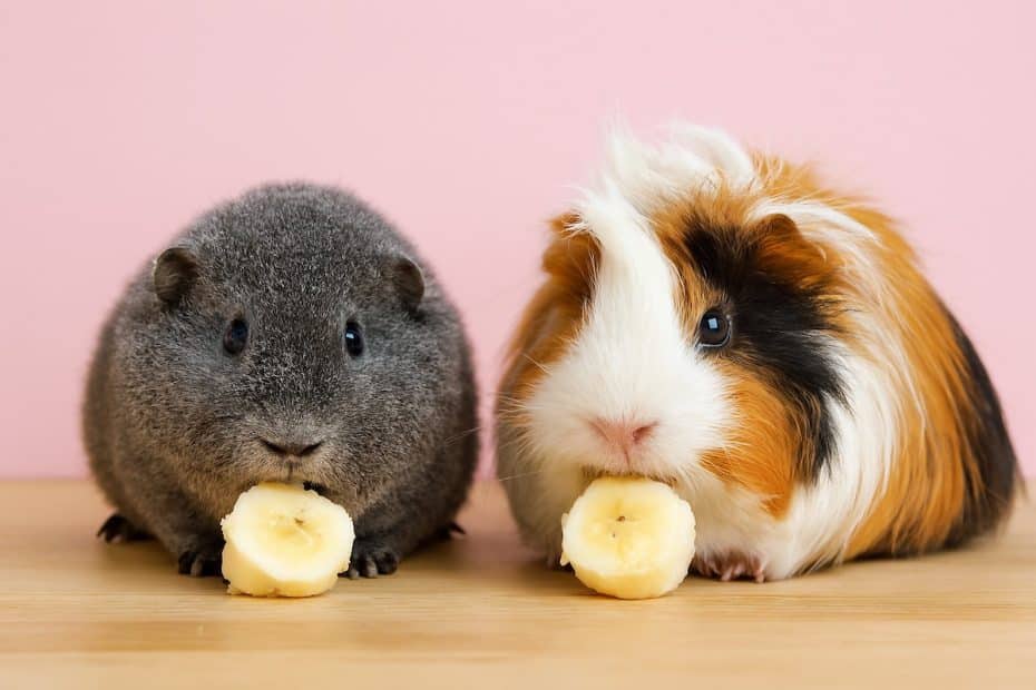 Guinea pigs eating banana chunks