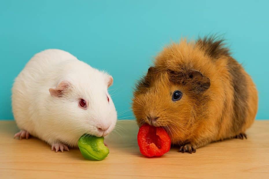 Guinea pigs eating red and green bell pepper