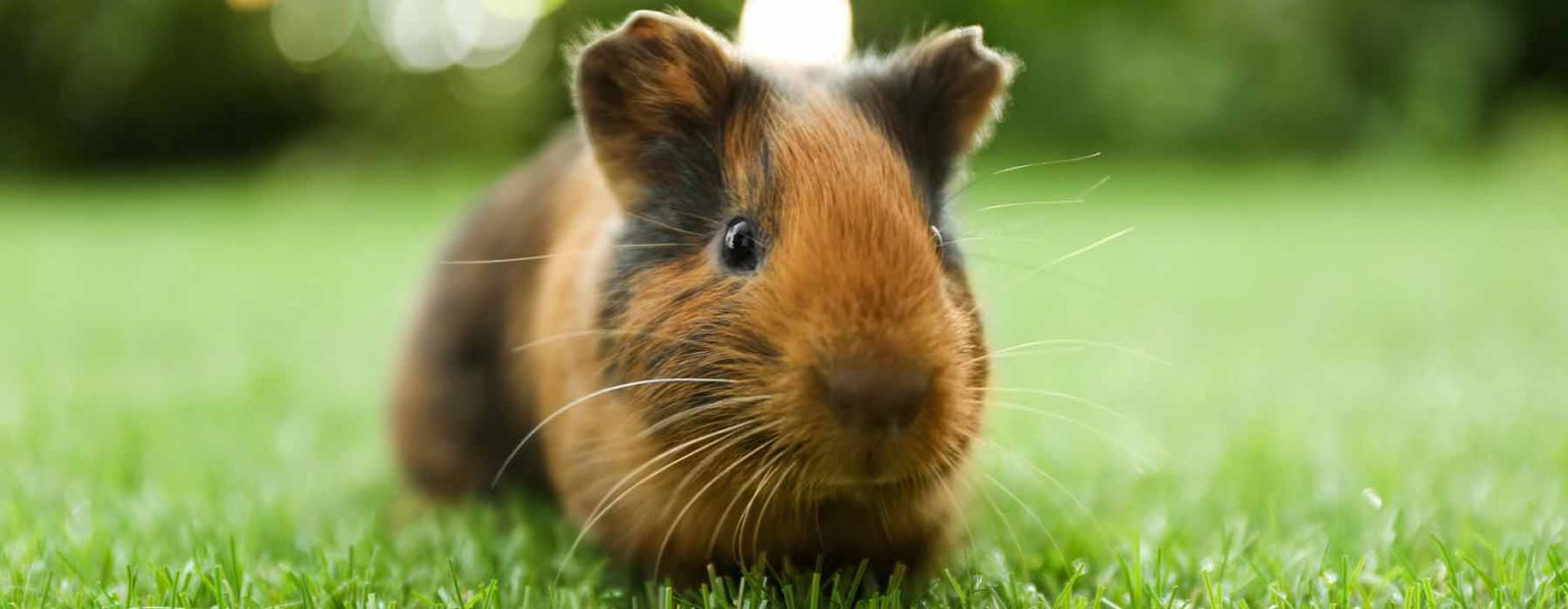 Guinea Pig Harnesses & Leashes Do Not Buy They are Dangerous!