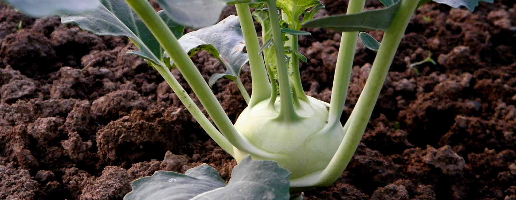Kohlrabi