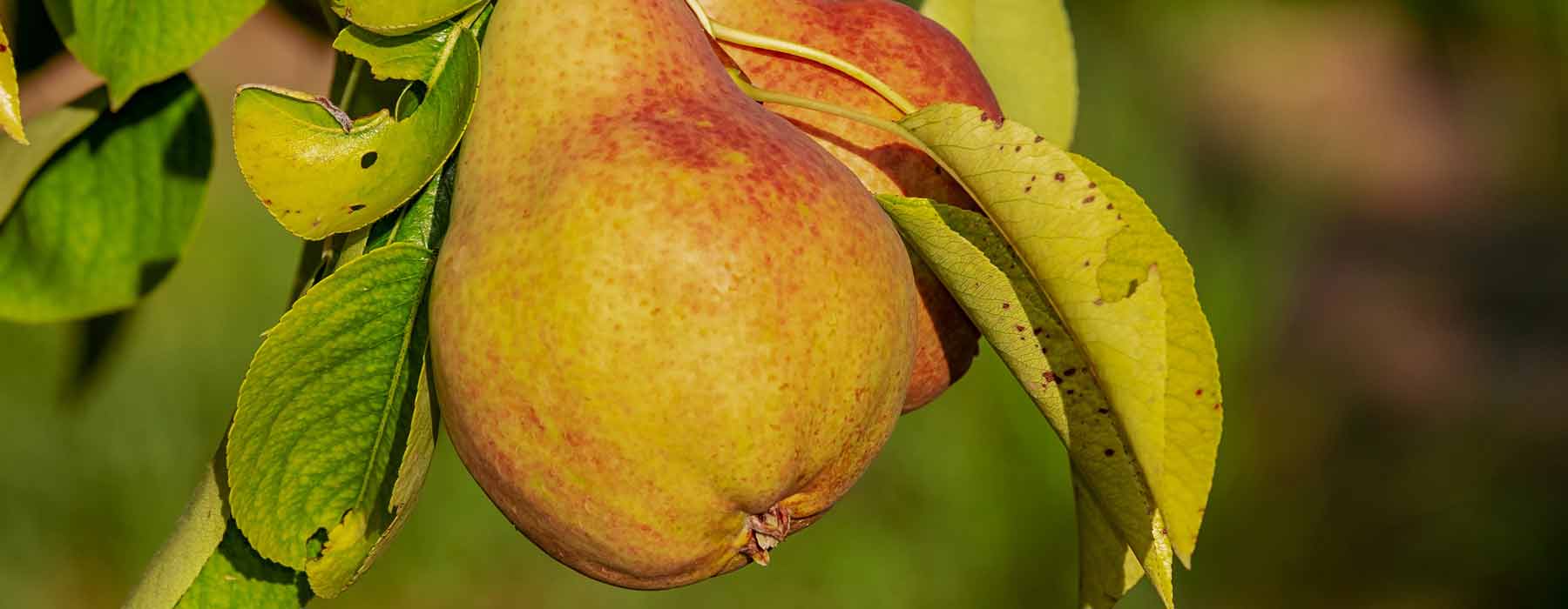 Pears