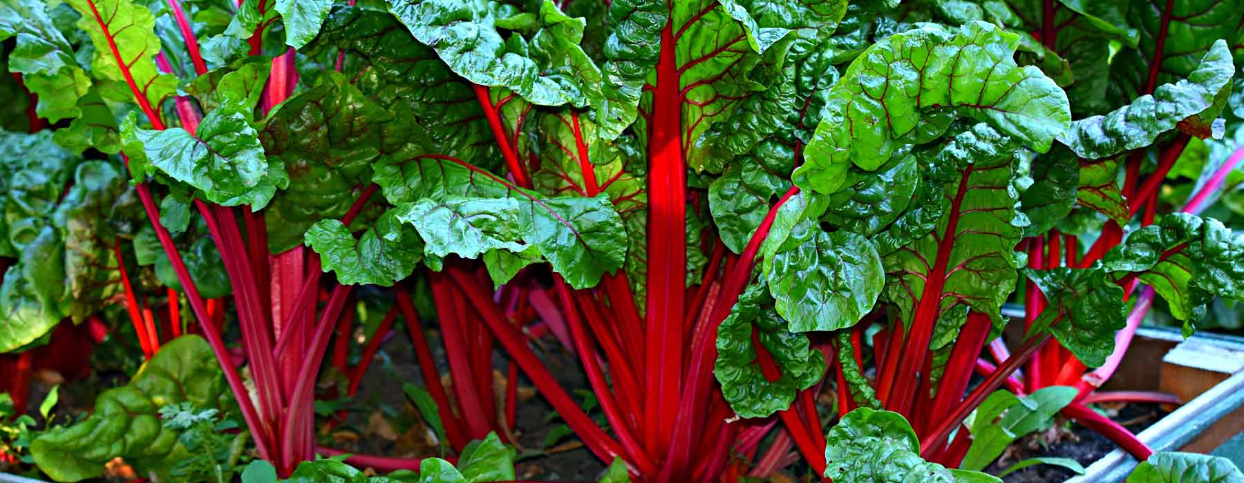 swiss chard