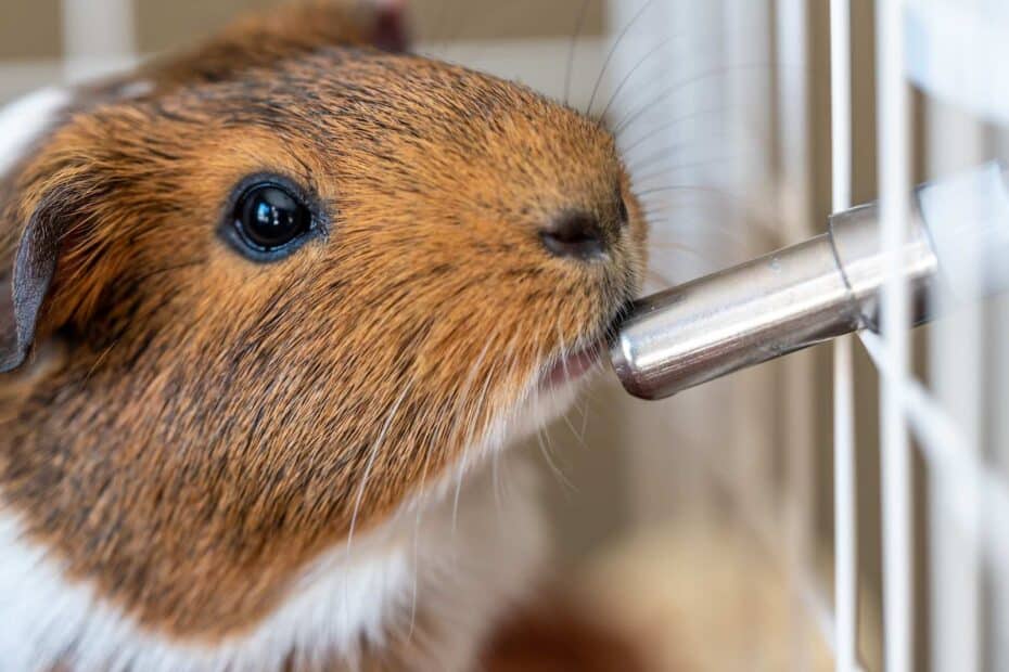 guinea pig drinking water from water bottle