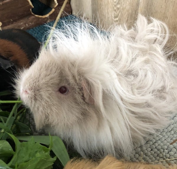 Lunkarya Lilac Guinea Pig
