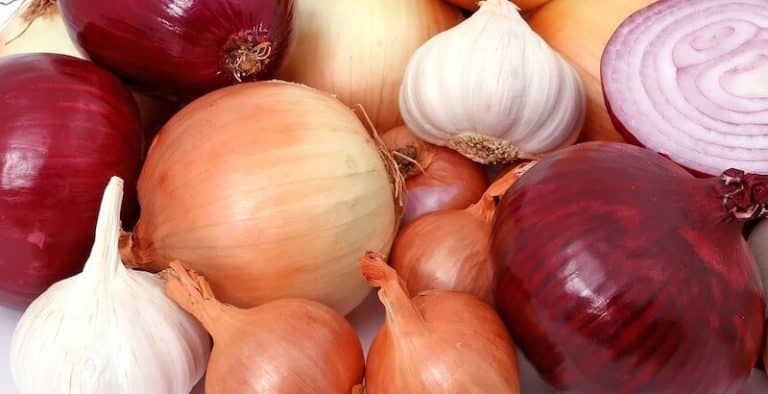 What Can Guinea Pigs NOT Eat | What Food & Plants are Poisonous? - Toxic To Guinea Pigs