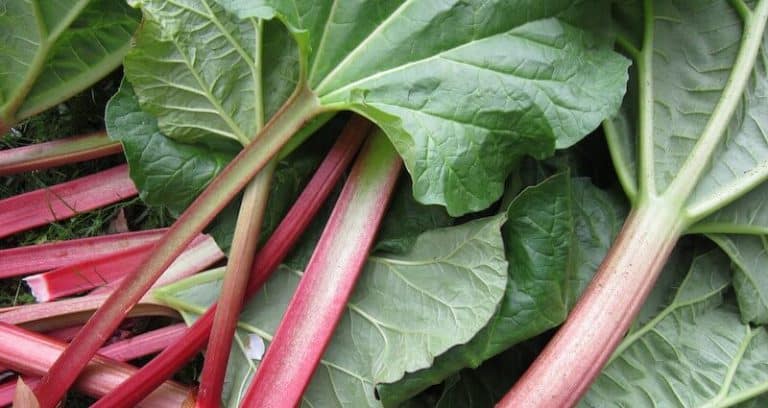 What Can Guinea Pigs NOT Eat | What Food & Plants are Poisonous? - Toxic To Guinea Pigs