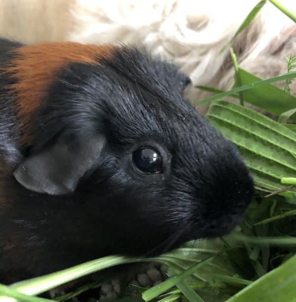 Short Haired Guinea Pig