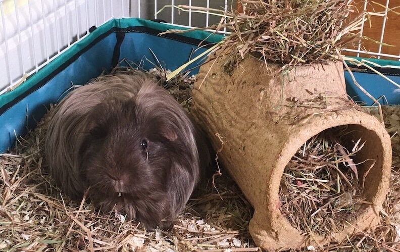 How To Keep Guinea Pigs Warm In Winter Complete Guide Photo Inspiration