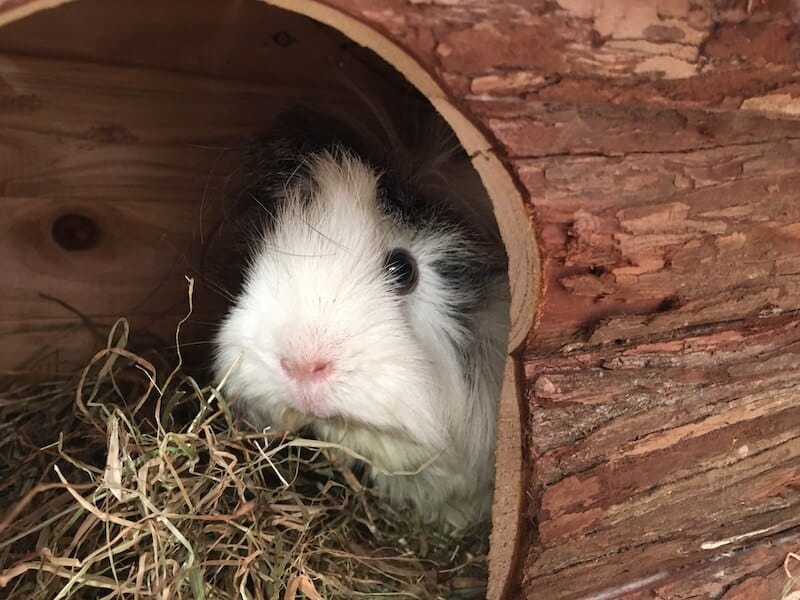 Best Guinea Pig Beds, Hideouts & Hammocks Tips & Buying Guide