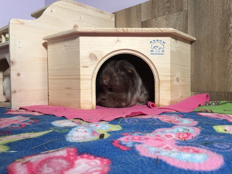 wicking fleece for guinea pigs