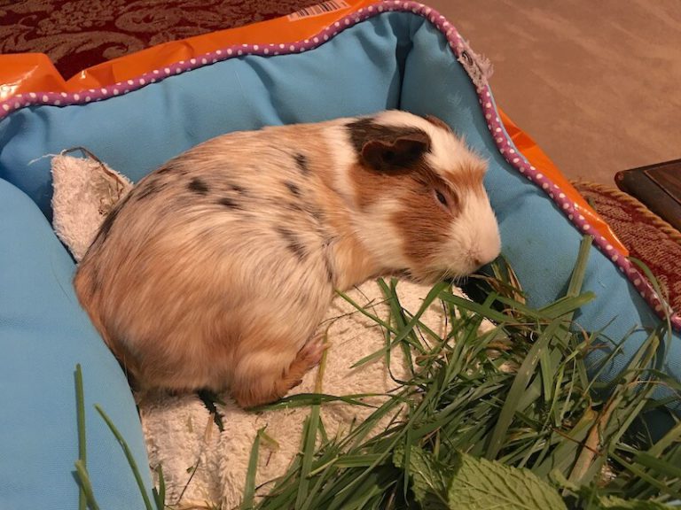 Best Guinea Pig Beds, Hideouts & Hammocks Tips & Buying Guide