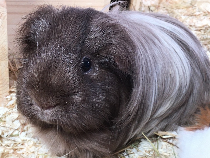 Long haired Silkie guinea pig