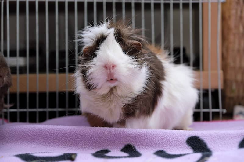 Abyssinian guinea pig