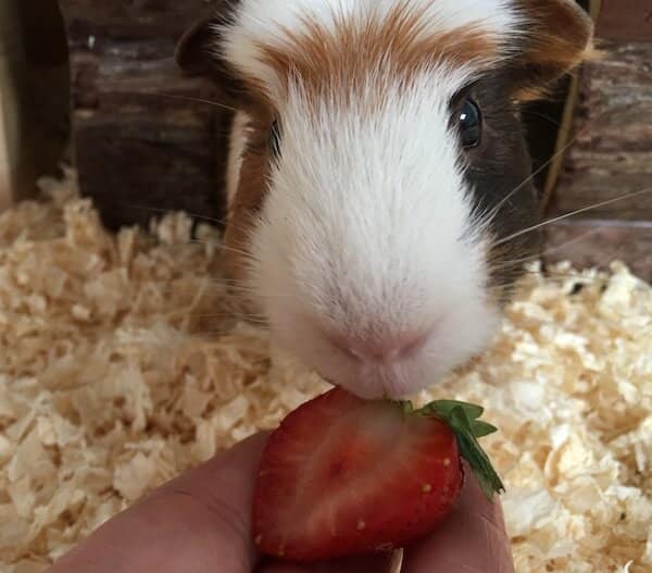 Can Guinea Pigs Eat Strawberries, Strawberry Tops & Leaves?