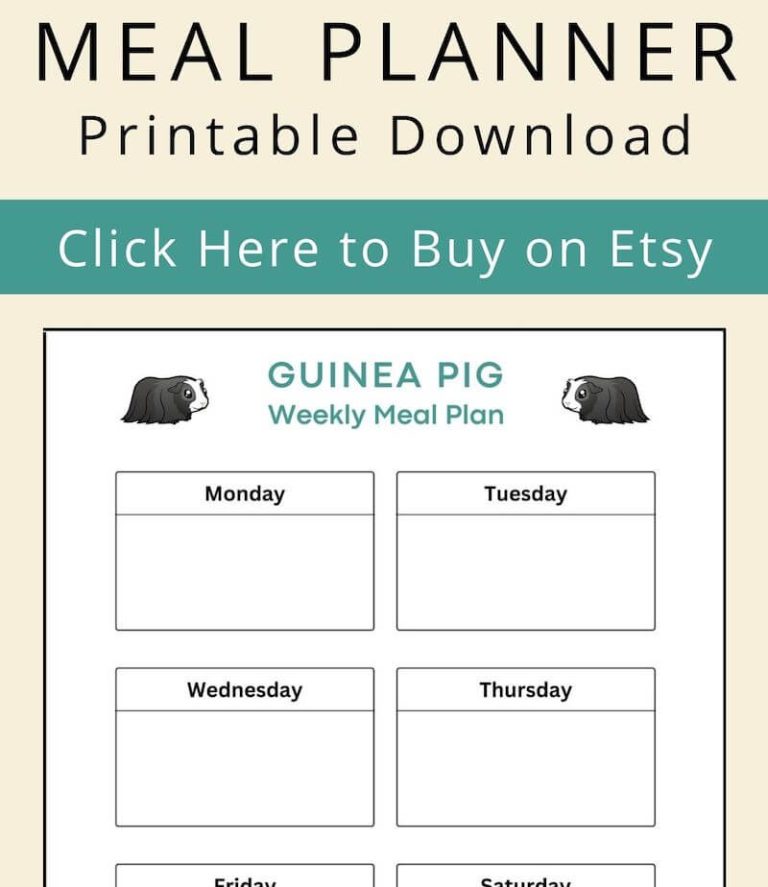 View of What Do Guinea Pigs Eat | Daily Diet & Food Guide