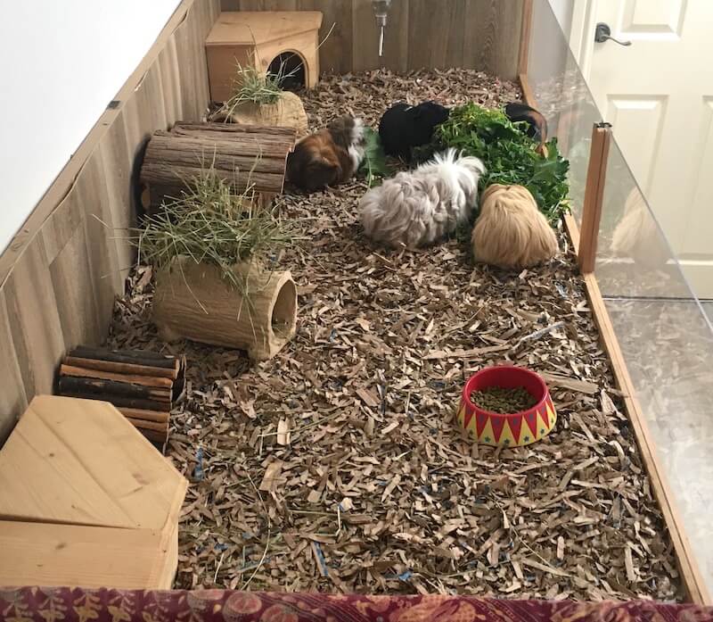 Best Indoor Guinea Pig Cages UK Buying Guide + Tips 2022