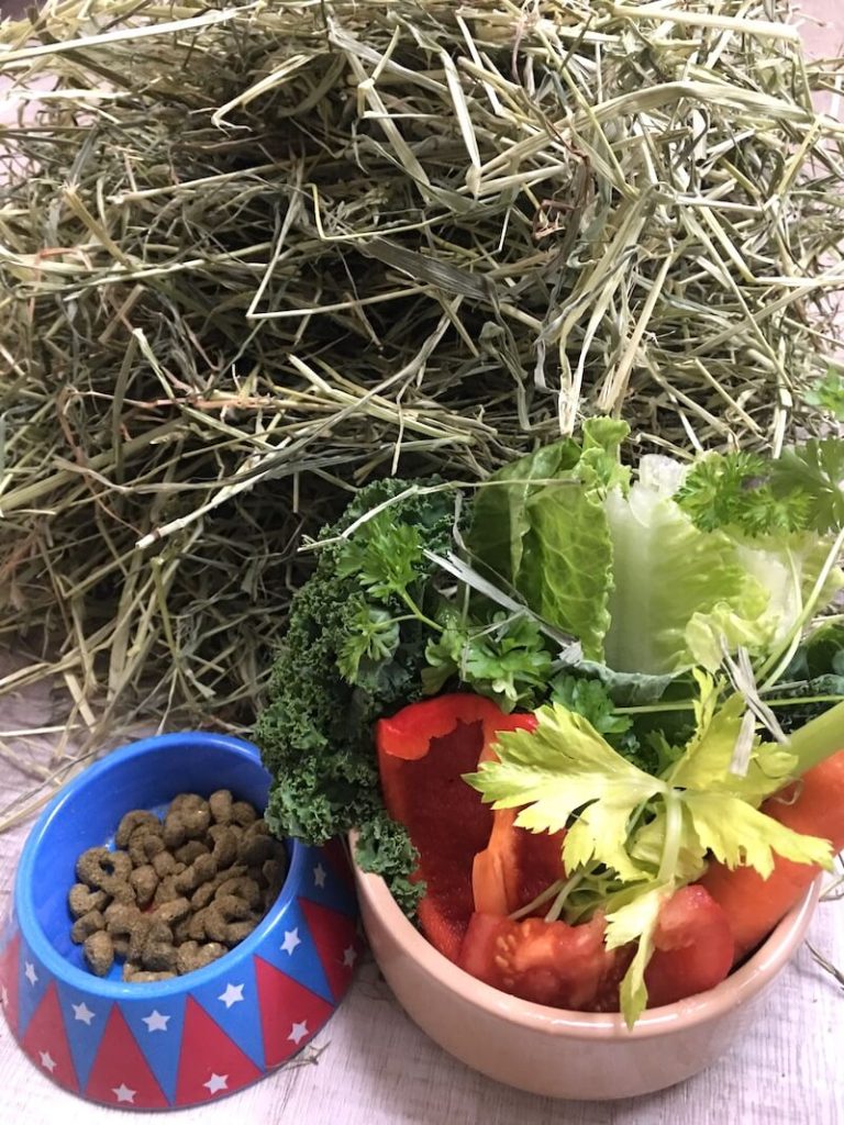 What Do Guinea Pigs Eat | Daily Diet & Food Guide - Healthy Guinea Pig Meal Recipes Using Amaranth