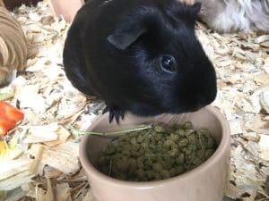 Illustration of Guinea Pig Dry Food Recipes