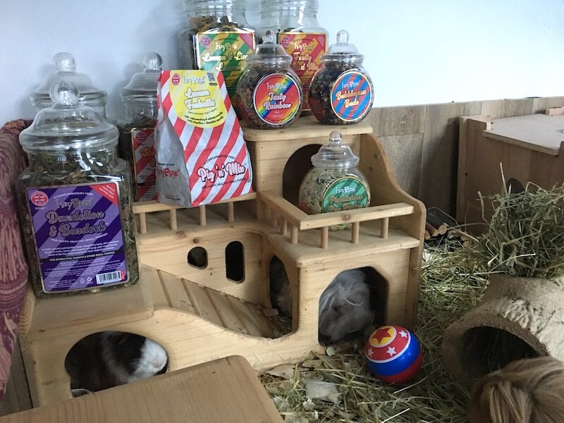 Guinea Pig forage mixes
