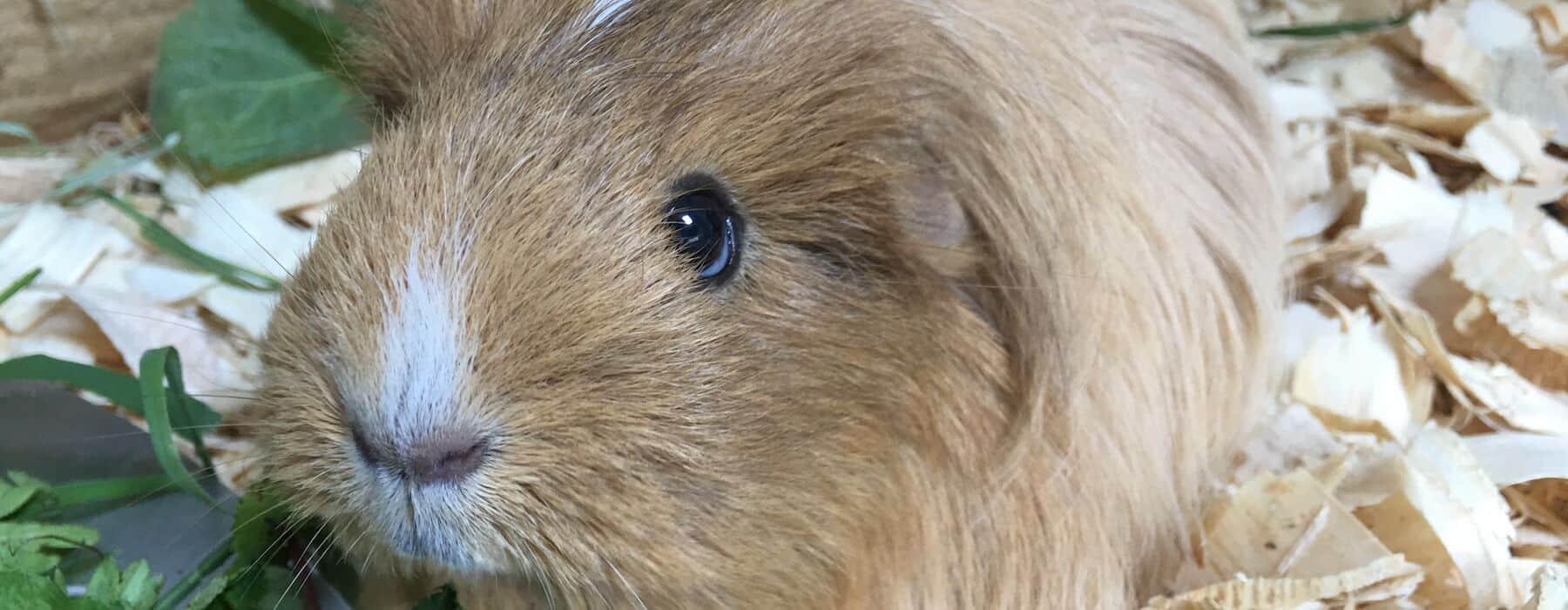 Guinea pig face