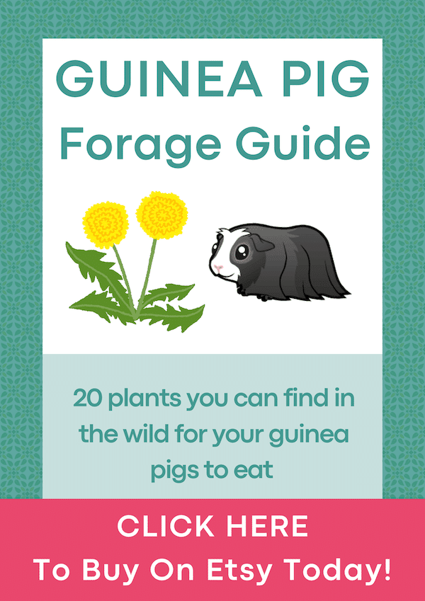 What Can Guinea Pigs NOT Eat Harmful Food & Plants