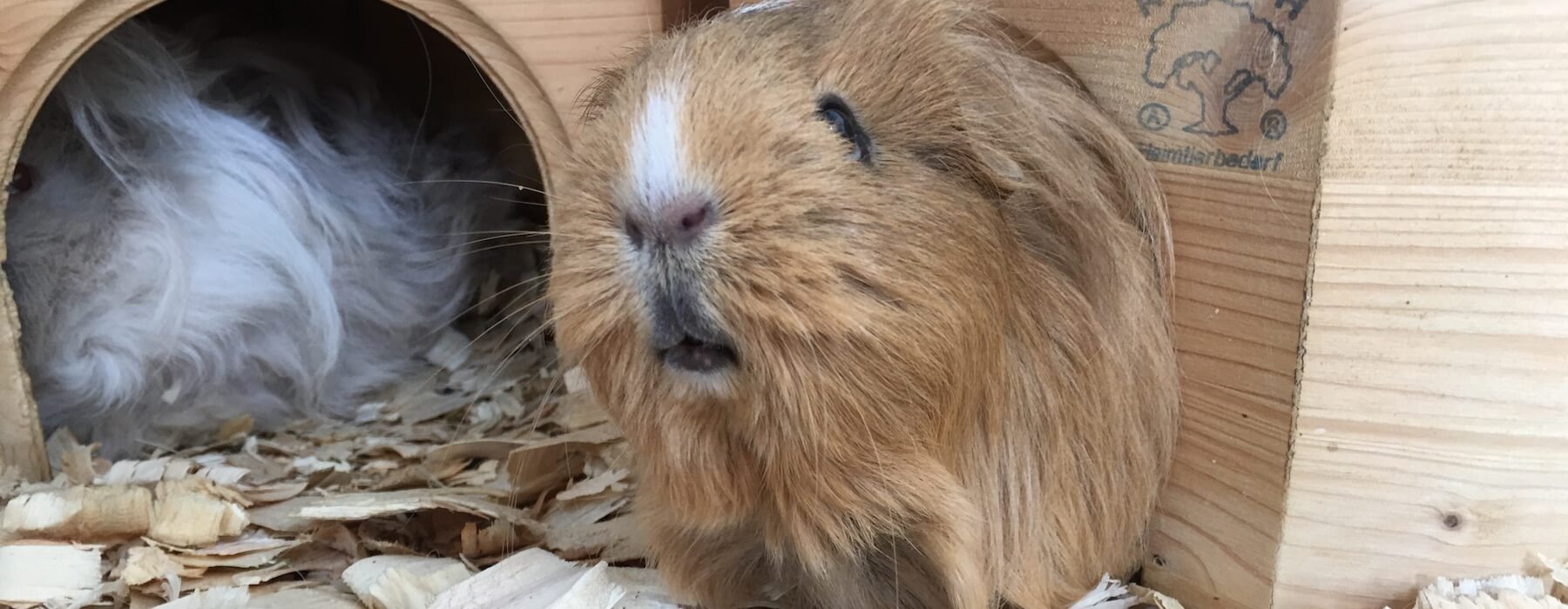 two pet guinea pigs in their hideouts