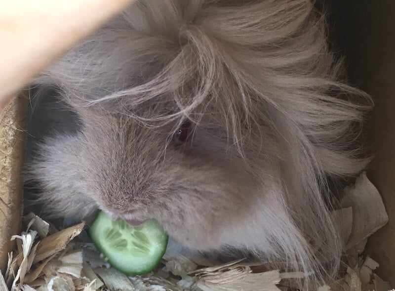 What Vegetables, Fruit & Herbs Can Guinea Pigs Eat?