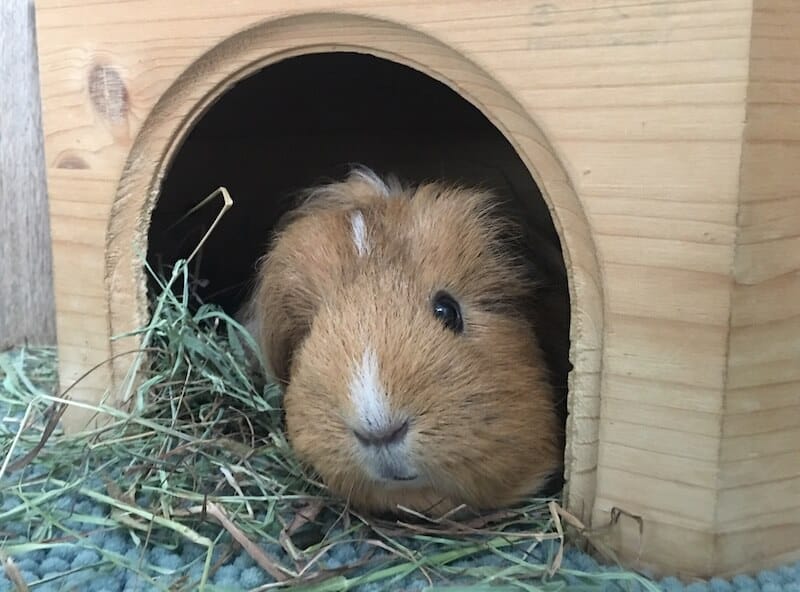 ginger guinea pig in hideout