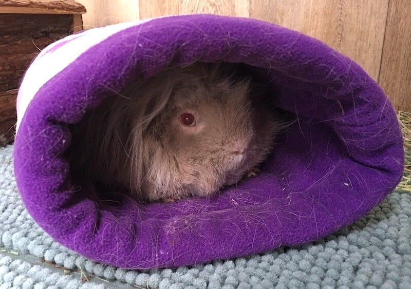 Lunkarya guinea pig in fleece tunnel