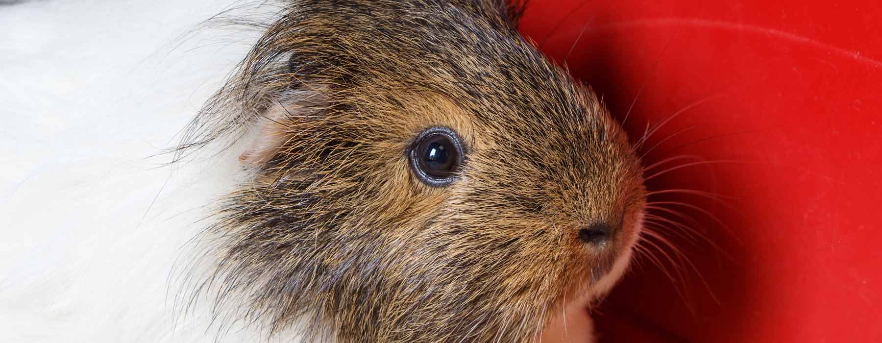 brown and white guinea pig being held